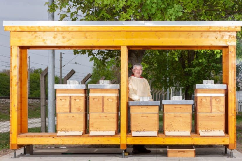 BMW Group Landshut Plant Now Has Five Bee Colonies