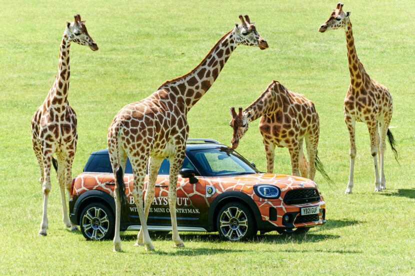 You can now enjoy a safari from the comfort of a MINI in the UK